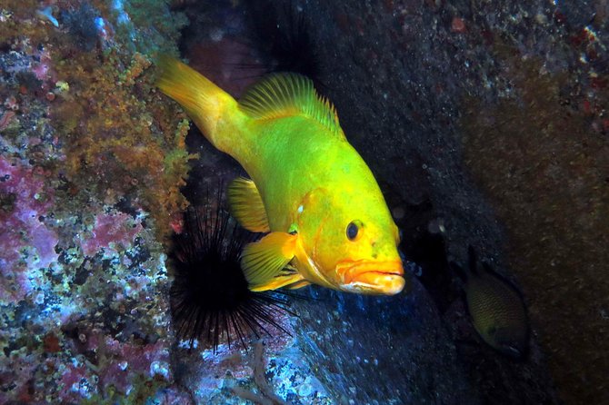 Scuba Diving Experience in Madeira - Key highlights at a glance