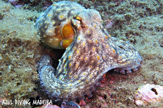 Scuba Diving Experience in Madeira - Small-group limits and instructor attention, max 4