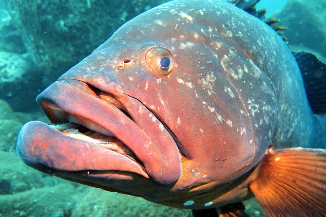 Scuba Diving Experience in Madeira - Who should book this, and who should pause first