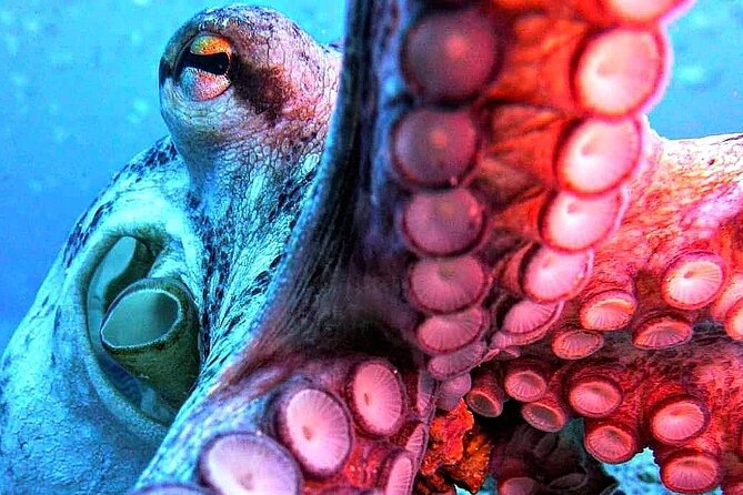 Scuba Diving Experience in Madeira - Should you book this first scuba session with Azul Madeira?