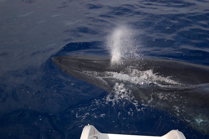 Seaborn Catamaran trips - Why this Seaborn catamaran feels made for Madeira’s sea life