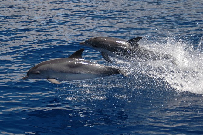 Seaborn Catamaran trips - Wildlife watching in Madeira: whales, dolphins, turtles, and how to think about it