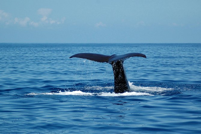 Seaborn Catamaran trips - Price and value: is $42.24 fair for a short catamaran?