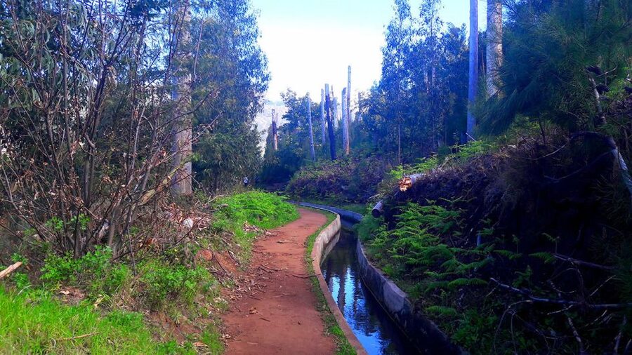 Serra de Água Valley Levada Walk - Native plants and small wildlife you might spot