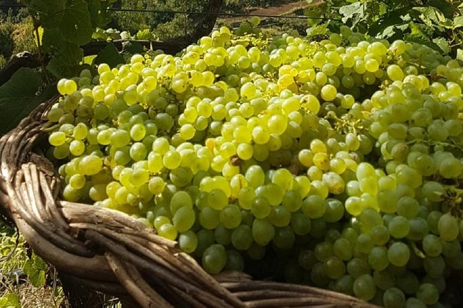 Signature Wine Tastings, Skywalk, Nature 4x4 Open Roof Expedition - Camara de Lobos and a Madeira wine lodge: fishing village atmosphere