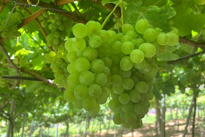 Skywalk with Wines Tasting and Vineyards Half day 4x4 Adventure - Price and logistics: what you get for about $90