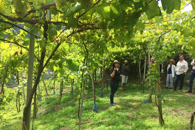 Skywalk with Wines Tasting and Vineyards Half day 4x4 Adventure - Getting started in Funchal: pickup that actually saves time