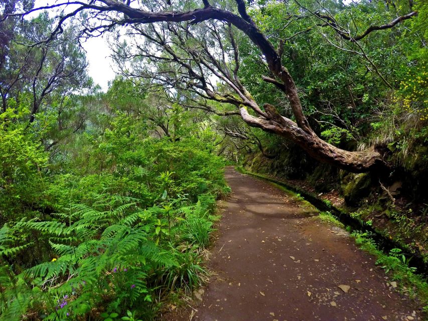 Small Group Walks Rabaçal 25 Fontes - Laurissilva forest start: where the walk becomes more than steps
