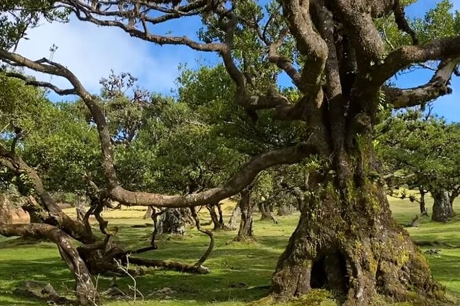 Small Group West Tour Waterfalls & Fanal Forest Tour - West Madeira in One Day: Why This Route Makes Sense