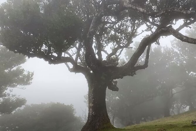 Small Group West Tour Waterfalls & Fanal Forest Tour - Stop 3, Ribeira Brava Beach and Town Icons