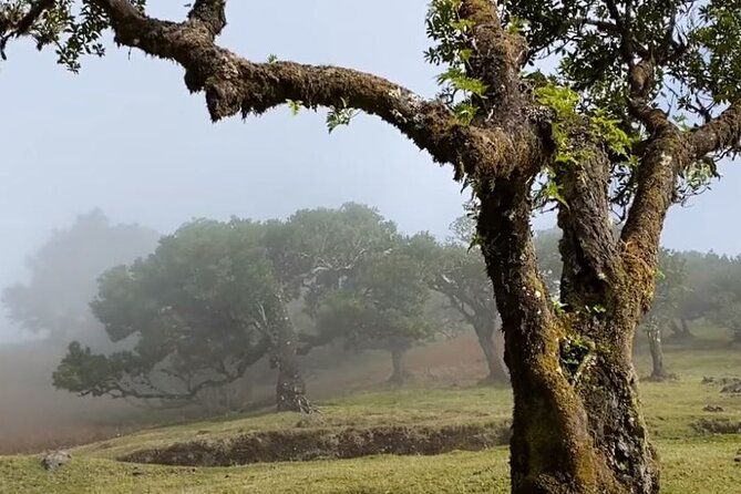 Small Group West Tour Waterfalls & Fanal Forest Tour - Pickup, Timing, and the Small-Group Feel