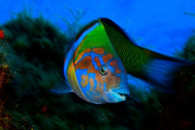 Snorkelling Trip at Ponta de São Lourenço Protected Area - Price and value: is $42.24 a fair deal for 2.5 hours?