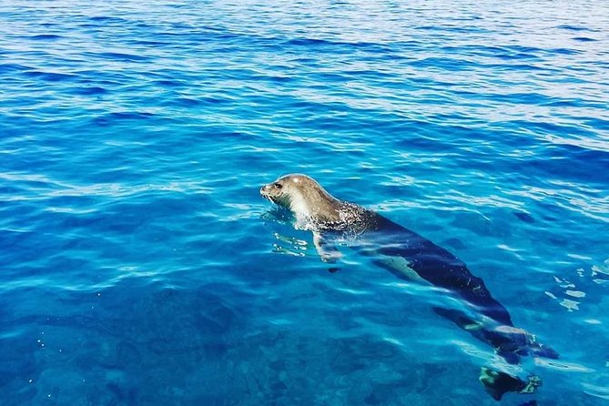Snorkelling Trip at Ponta de São Lourenço Protected Area - Getting there from Funchal, and the taxi reality