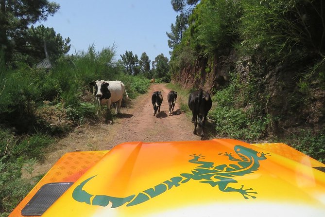 Southwest of Madeira and Calheta Paul do Mar 4x4 Full-Day Tour - Prazeres to Ponta do Sol: Coast Towns and Harbors with Character
