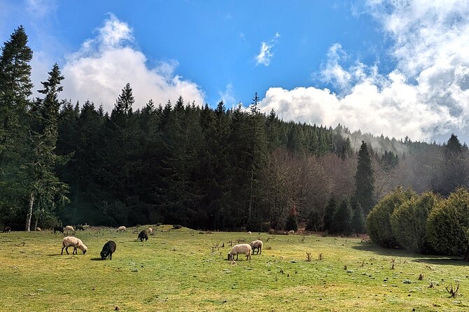 The Fabulous Pico do Arieiro: Half-day Private Tour - Stop 2: ER202 for Madeira’s plants, rocks, and a short nature walk