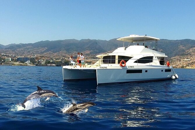 VipDolphins Luxury Whale Watching - Key Things to Know Before You Go