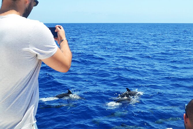 VipDolphins Luxury Whale Watching - Crew Personalities You Might Meet (and Why That Matters)