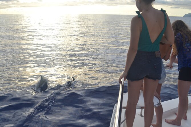 VipDolphins Luxury Whale Watching - How to Get the Most Out of Your Time on the Water