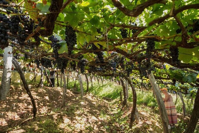 Visiting local Vineyard With Wine Tasting & Lunch included - Fajã dos Padres: a walk, then that cable car ride