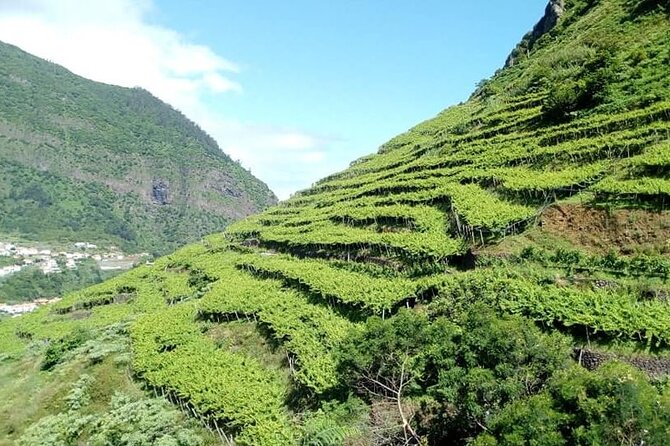 Visiting local Vineyard With Wine Tasting & Lunch included - Stop 4 Seixal: views, vineyards at the slopes, and the laurel forest finish