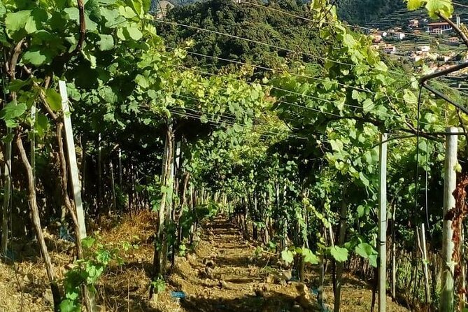 Visiting local Vineyard With Wine Tasting & Lunch included - Back to Camara de Lobos for fortified wine at the 1850 lodge