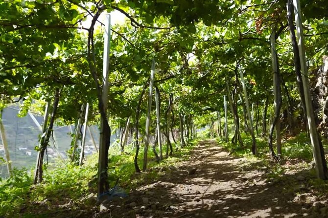 Visiting local Vineyard With Wine Tasting & Lunch included - Pickup, group size, and how you will spend your time