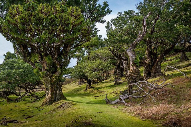 Walk - Levada of Alecrim - Key highlights to look for on this walk