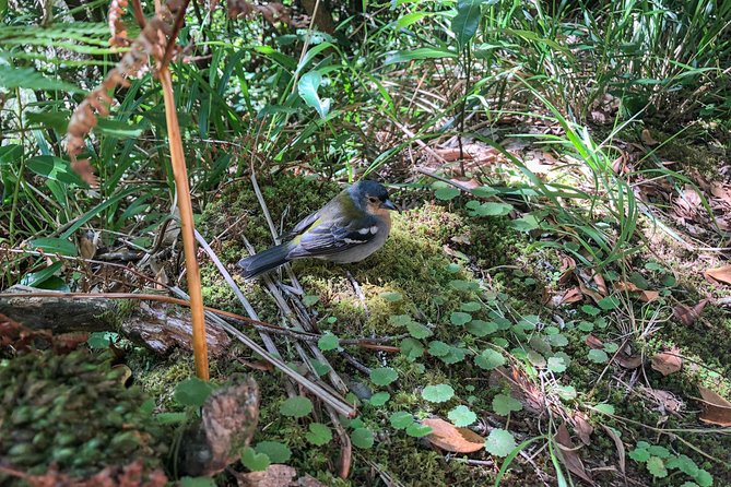 Walk with a local - Stop two: laurel forest walking and why it feels different