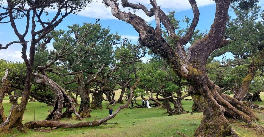 West Madeira:, Laurel Forest, Waterfall, Rock Pools, Walk - West Madeira in One Day, and Why This Route Works