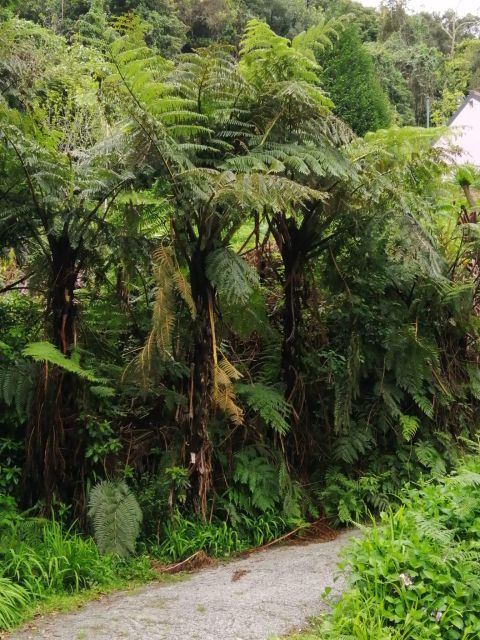 West Madeira:, Laurel Forest, Waterfall, Rock Pools, Walk - Cabo Gírao Skywalk: The Paid Add-On That’s Worth Planning For