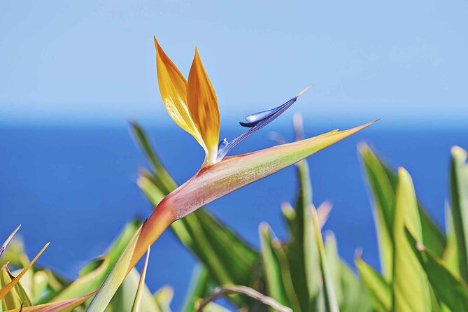 West of Madeira Private Full-Day Tour with Pickup from Funchal - Choosing West Madeira and keeping it flexible at Stop 1