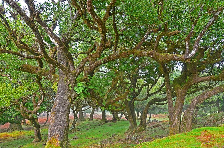 West tour - Porto Moniz VIP 4X4 Wrangler Tour 8h trip - Fanal Forest and the UNESCO laurel forest effect