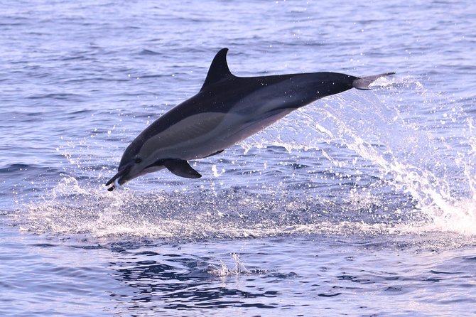 Whale and Dolphin Watching in Calheta, Madeira Island - How the spotter system boosts your odds of seeing whales and dolphins