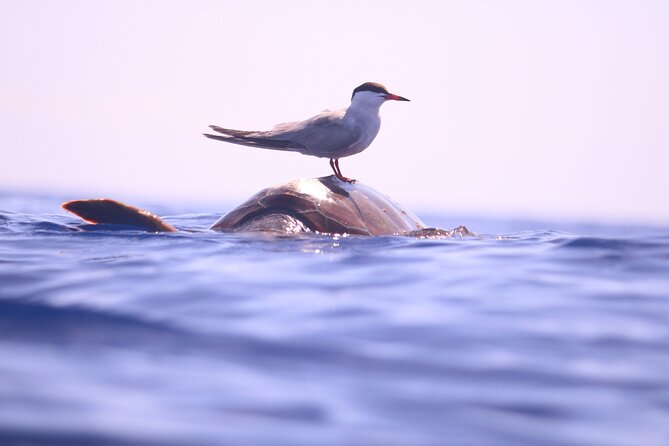 Whale and Dolphin Watching in Calheta, Madeira Island - What you might see: dolphins most days, whales when the timing clicks
