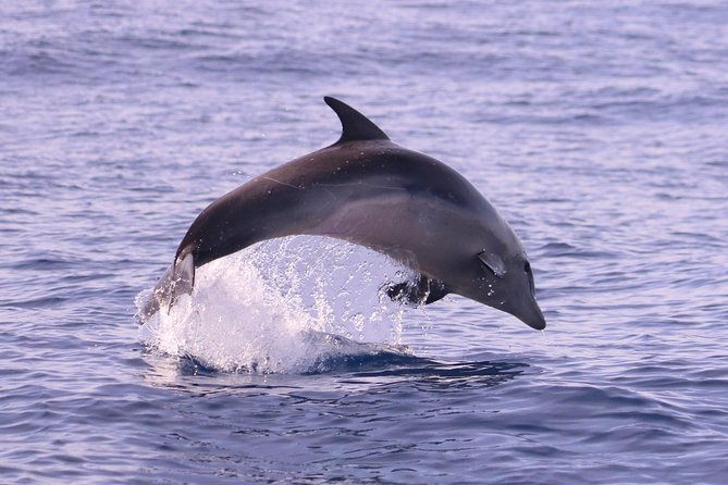 Whale and Dolphin Watching in Calheta, Madeira Island - On-board commentary and the crew’s approach to wildlife