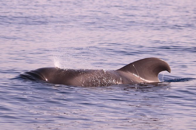 Whale and Dolphin Watching in Calheta, Madeira Island - Timing, duration, and what the 2 hours really feel like