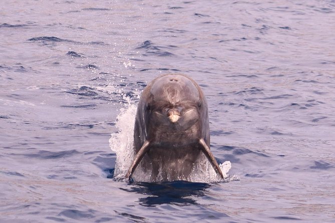 Whale and Dolphin Watching in Calheta, Madeira Island - Who should choose this tour in Madeira (and who should think twice)