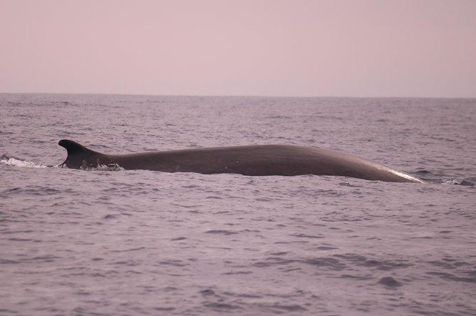 Whale and Dolphin Watching in Calheta, Madeira Island - Price and value: is $72.56 worth a 2-hour RIB safari?