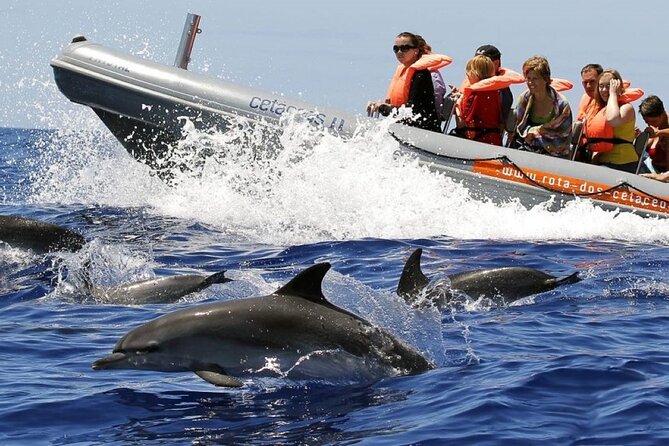 Whale and Dolphin Watching Tour from Funchal - Setting Expectations for Madeira’s Dolphin and Whale Season