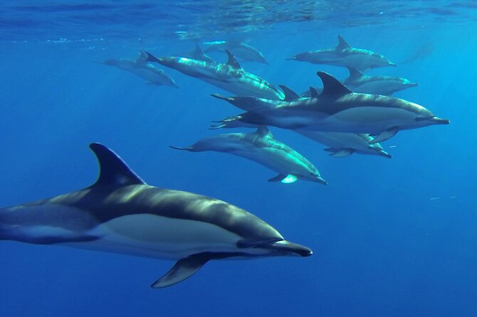 Whale and Dolphin Watching Tour from Funchal - Marine Biologists, Land Lookouts, and How the Spotting Game Works