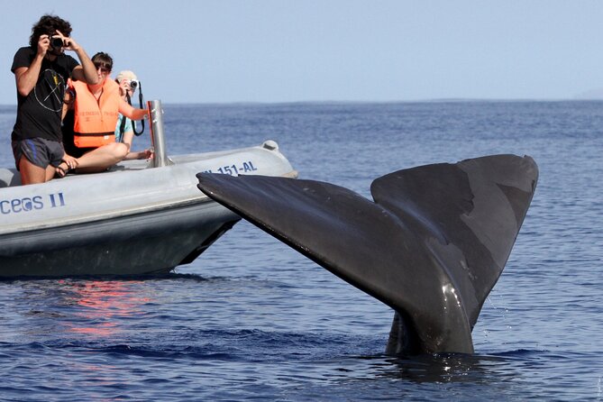 Whale and Dolphin Watching Tour from Funchal - Snorkeling Time: What Is Promised, What Depends on Conditions