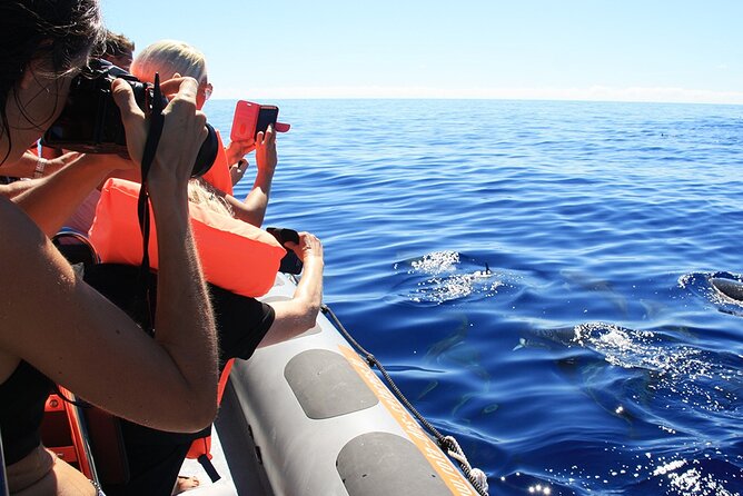 Whale and Dolphin Watching Tour from Funchal - The Guaranteed Second Trip If You See Nothing