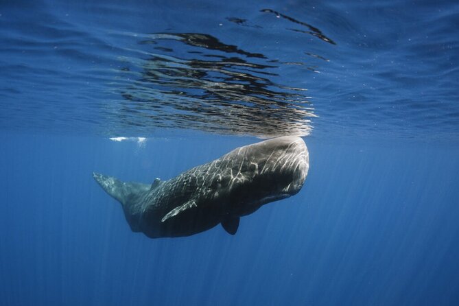 Whale and Dolphin Watching Tour from Funchal - Logistics That Matter Once You’re in Funchal