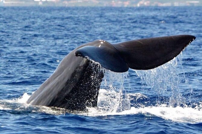Whale and Dolphin Watching Tour from Funchal - On the Water Off Madeira: Dolphins, Whales, and Turtles