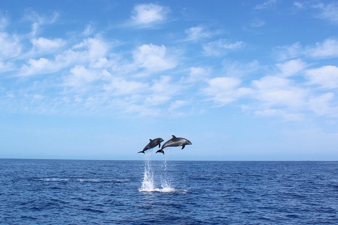 Whale and Dolphin Watching Tour in Madeira - Key Highlights Worth Your Time