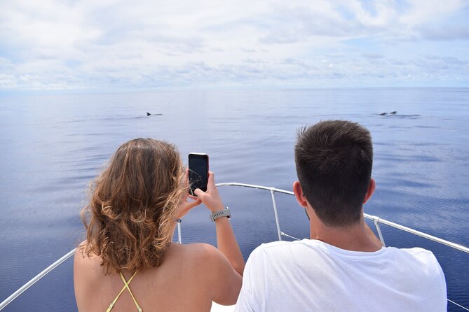 Whale and Dolphin Watching Tour in Madeira - 2.5 Hours Cruising Madeira’s South-West Coast (and Why Timing Matters)