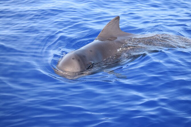 Whale and Dolphin Watching Tour in Madeira - Wildlife Reality Check: How Dolphins and Whales Fit Into the Plan