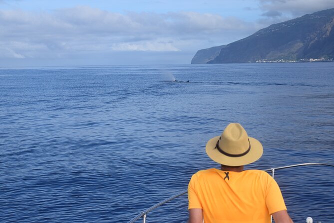 Whale and Dolphin Watching Tour in Madeira - Price and Value: Why $83.44 Can Make Sense Here