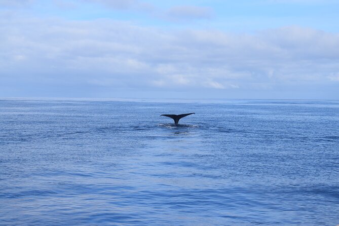 Whale and Dolphin Watching Tour in Madeira - Should You Book This Whale and Dolphin Tour in Madeira?