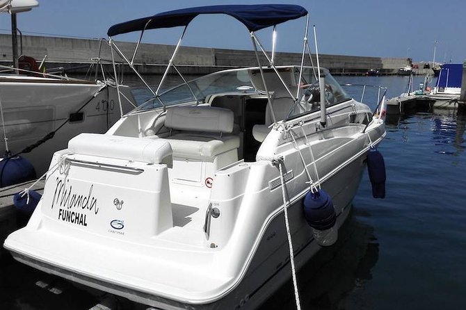 Whale and Dolphin Watching Tour in Madeira - Swim and Snorkel Stop: Clear Water, Rocky Bottoms, and Marine Life